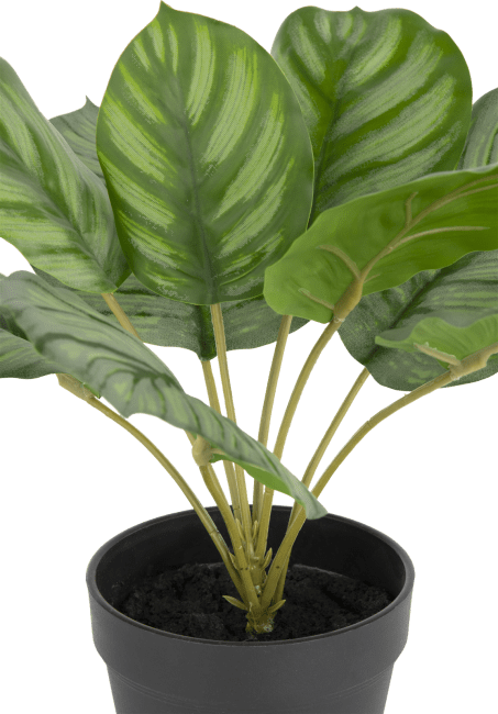 Calathea orbifolia h50cm