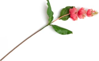 Medinilla Spray kunstbloem H110cm