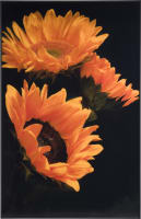 Sunflower Bild 90x140cm