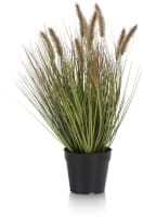 Pennisetum Grass plant H58cm
