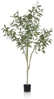 Eucalypthus Tree plant H195cm