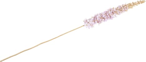 Eremurus Spray H107cm fleur