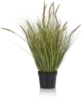Pennisetum Grass plant H99cm