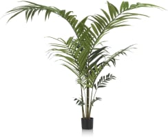 Kentia Palm plant H210cm