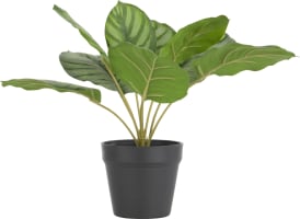 Calathea Orbifolia H45cm kunstplant