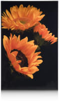 Sunflower print 90x140cm
