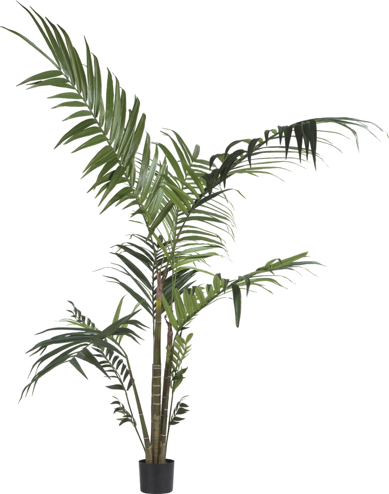 schedel Maak een sneeuwpop Stemmen Kentia Palm h180 cm | COCOmaison