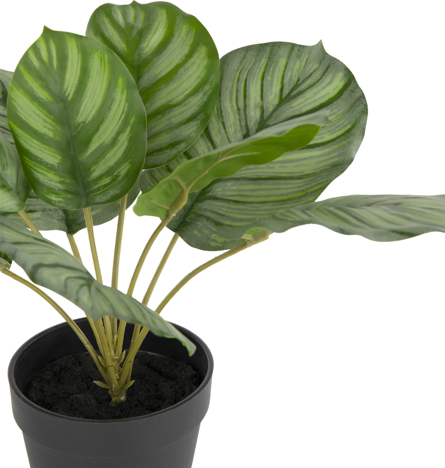 Calathea orbifolia h50cm