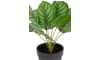 XOOON - COCOmaison - Calathea Orbifolia H45cm Kunstpflanze
