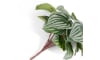 XOOON - COCOmaison - Peperomia Bush H25cm Kunstblume