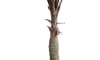 XOOON - COCOmaison - Alocasia Giant Tree H180cm kunstplant