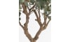 XOOON - COCOmaison - Eucalyptus Tree Kunstpflanze H240cm