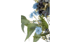 XOOON - COCOmaison - Eucalyptus branch H95cm