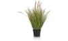 XOOON - COCOmaison - Pennisetum Grass plant H99cm