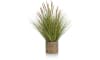XOOON - COCOmaison - Pennisetum Grass plant H99cm
