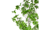 XOOON - COCOmaison - Tropaeolum Kunstpflanze H210cm