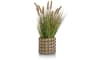XOOON - COCOmaison - Pennisetum Grass plant H58cm