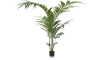 XOOON - COCOmaison - Kentia Palm plant H210cm