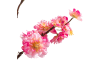 XOOON - COCOmaison - Cherry blossom spray H120cm