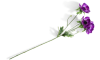 XOOON - COCOmaison - Anemone Spray H75cm Kunstblume