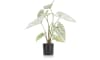 XOOON - COCOmaison - Caladium H60cm kunstplant