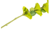 XOOON - COCOmaison - Molucella Spray H105cm kunstbloem