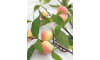 XOOON - COCOmaison - Peach spray kunstbloem H85cm