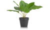 XOOON - COCOmaison - Calathea Orbifolia H45cm Kunstpflanze