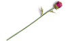 XOOON - COCOmaison - Artichoke Stem H80cm