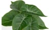 XOOON - COCOmaison - Anthurium Mini Bush H13cm Kunstblume