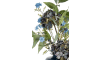 XOOON - COCOmaison - Eucalyptus branch H95cm