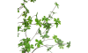 XOOON - COCOmaison - Tropaeolum Kunstpflanze H210cm