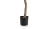 XOOON - COCOmaison - Olive Tree H180cm Kunstpflanze