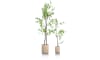 XOOON - COCOmaison - Tropaeolum Kunstpflanze H210cm