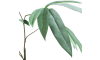 XOOON - COCOmaison - Eucalyptus branch H95cm