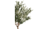 XOOON - COCOmaison - Olive Tree H150cm kunstplant