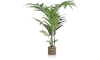 XOOON - COCOmaison - Kentia Palm plant H210cm