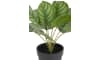 COCOmaison - Coco Maison - Landelijk - Calathea Orbifolia H45cm kunstplant