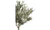 COCOmaison - Coco Maison - Rustikal - Olive Tree 180cm Kunstpflanze