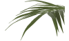 Henders and Hazel - Coco Maison - Kentia Palm plant H210cm