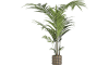 COCOmaison - Coco Maison - Modern - Kentia Palm plant H210cm