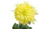 Henders and Hazel - Coco Maison - Chrysanthemum H75cm