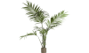 COCOmaison - Coco Maison - Modern - Kentia Palm H180cm