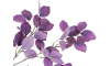 Henders & Hazel - Coco Maison - Beech Leaves Spray H95cm fleur