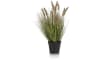 H&H - Coco Maison - Pennisetum Grass plant H58cm