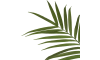 Henders and Hazel - Coco Maison - Kentia Palm H180cm