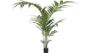 COCOmaison - Coco Maison - Moderne - Kentia Palm plant H210cm