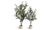 Happy@Home - Coco Maison - Eucalyptus Tree kunstplant H180cm