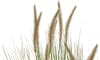 COCOmaison - Coco Maison - Landelijk - Pennisetum Grass plant H99cm