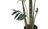 COCOmaison - Coco Maison - Moderne - Kentia Palm plant H210cm
